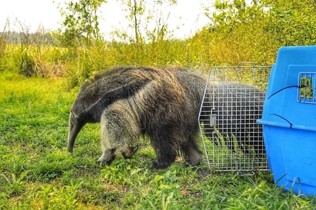 El Parque Nacional recibió a este ejemplar de una especie en peligro de extinción.