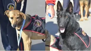 Amores perros en la Policía: Huesos se jubila y Tor fue reconocido internacionalmente