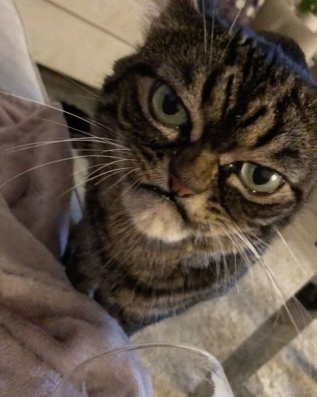 Las divertidas fotos de un gato gruñón que son furor en las redes sociales