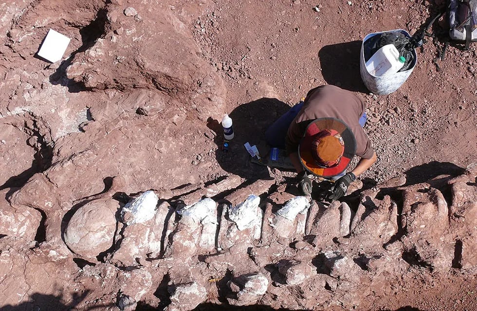 Encontraron restos fósiles de un dinosaurio que podría ser el más grande de la historia