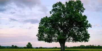 EL FRESNO. Esta especie puede alcanzar los 20 metros de altura. (Grupo Edisur)