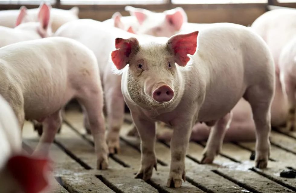 Una nueva gripe porcina que se transmite a los humanos genera preocupación en Brasil (Foto: Daniel Acker/Bloomberg)