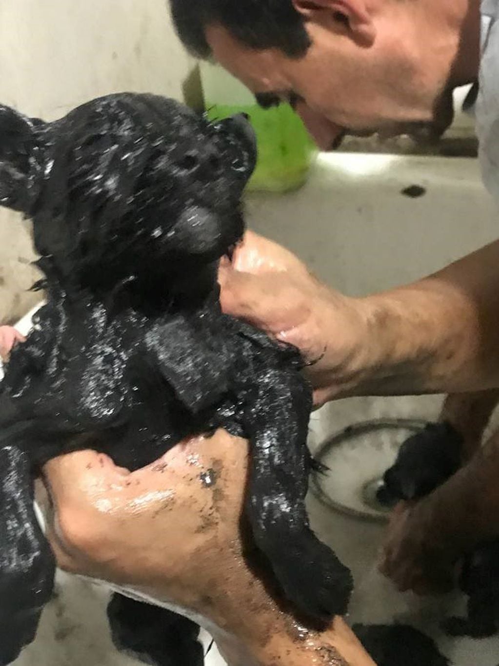 Rescatan a cinco cachorros de un pozo lleno de brea líquida y basura. (Foto: Facebook)