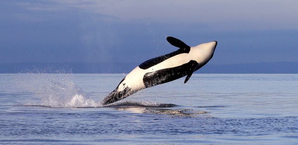 Ilustración de una orca fuera del agua (AP).