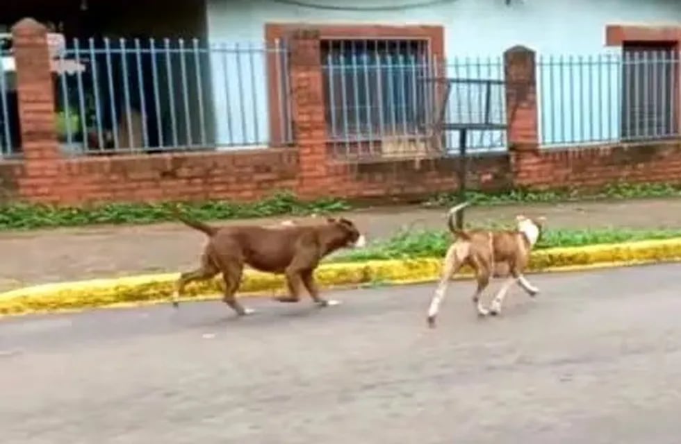 Puerto Iguazú: denunció que dos pitbulls la atacaron y mataron a su perra.