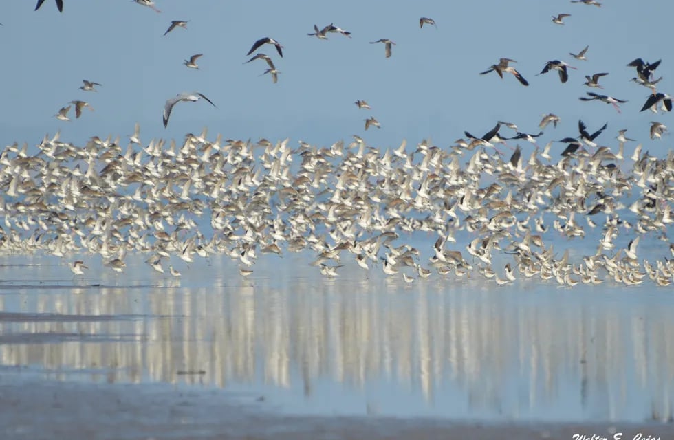 Bandada de aves playeras - PH Walter Cejas