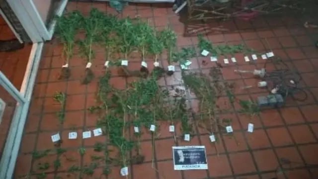 Encuentran 54 plantines de marihuana en una casa en Salta