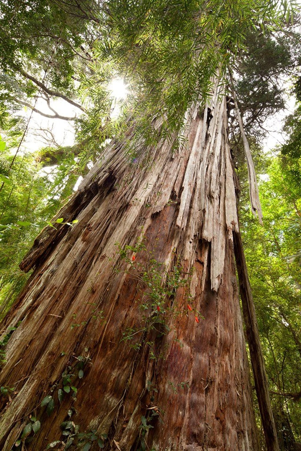 Alerce Milenario. Parque Nacional Los Alerces.