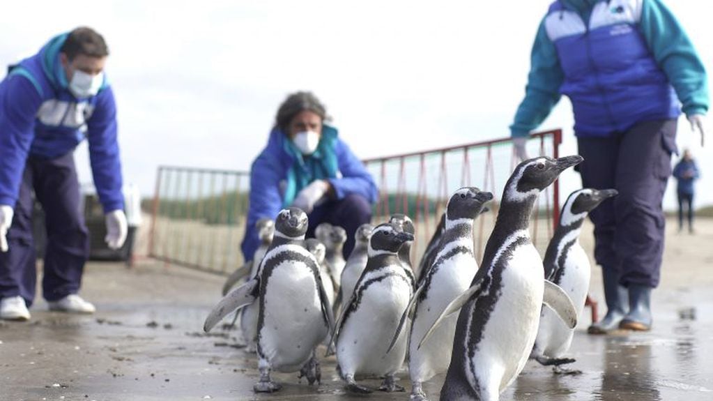 Así fue liberado Pijuí, el pingüino rescatado en una casa de Córdoba, en Santa Rosa de Calamuchita. (Fundación Mundo Marino)
