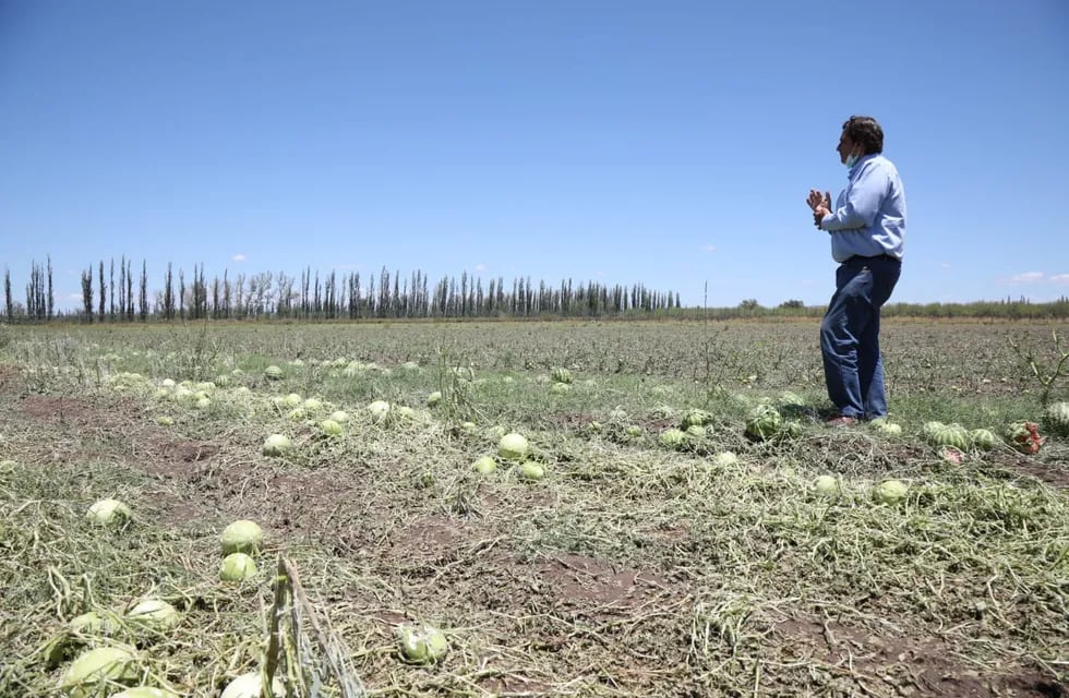 El funcionario observa una plantación de sandías dañadas totalmente por la piedra durante la fuerte tormenta del jueves pasado en el sur mendocino. Gentileza Gobierno de Mendoza