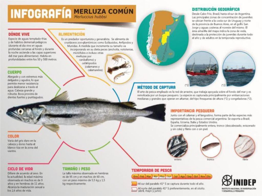 Merluza común es una de las especies de mayor captura. En 2018 hubo récord de recaudación de la mano de la producción pesquera que superó los u$s 2 millones.