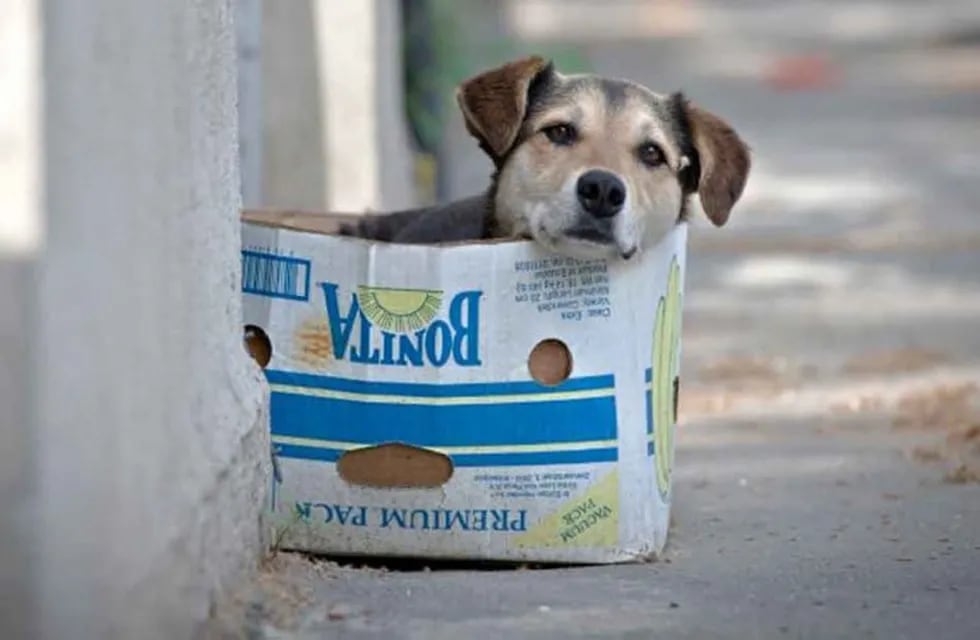 Desinteresadamente brinda su ayuda a los perros callejeros. En esta oportunidad busca encontrarle un hogar a 4 cachorros. / Imagen archivo.