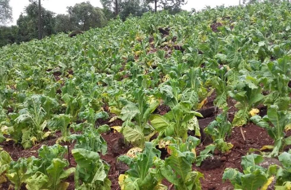 San Vicente: temporal de lluvia, viento y granizo afectó a la producción de tabaco