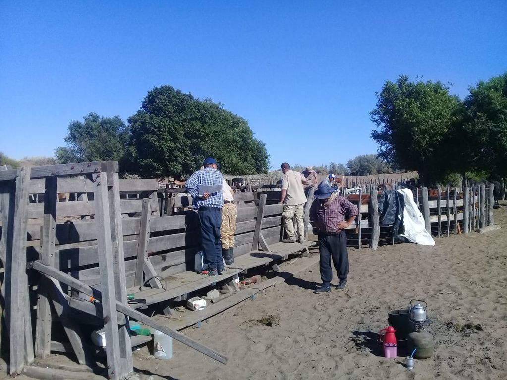 La Policía y personal de Dirección de Ganadería realizaron un allanamiento en un campo del paraje La Mora en Alvear y recuperaron más de 100 animales robados. Foto gentileza 