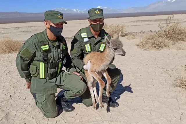 Gendarmes rescataron una cría de guanaco