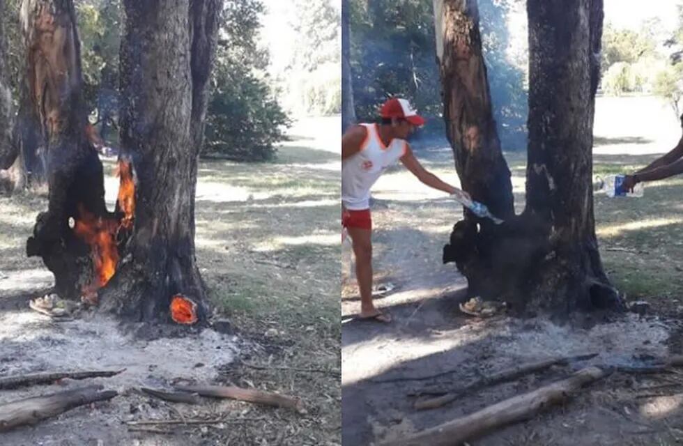 Incendio arbol concordia