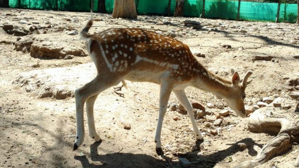Los ciervos atacados en el Zoológico Córdoba formaban parte de este grupo de animales que se salvó de la jauría de perros.