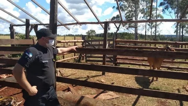 Comercializan bovinos robados en Tres Capones