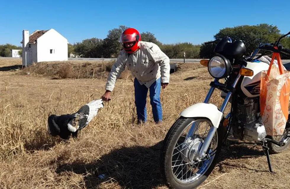 Una pareja de motociclistas frenó en la ruta y cargaron al animal, para intentar llevarlo a una veterinaria.