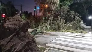 Árbol caído en Rosario