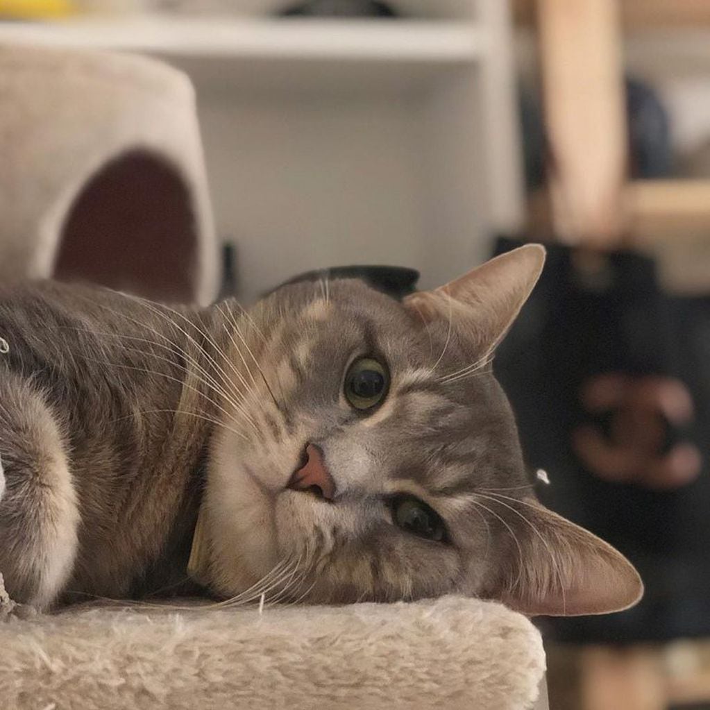 ¡Celébrenme, soy un gato! (Foto: Instagram)