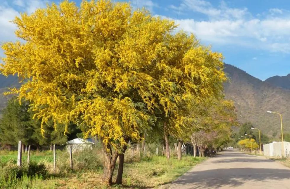El Chañar, uno de los árboles nativos de San Luis.