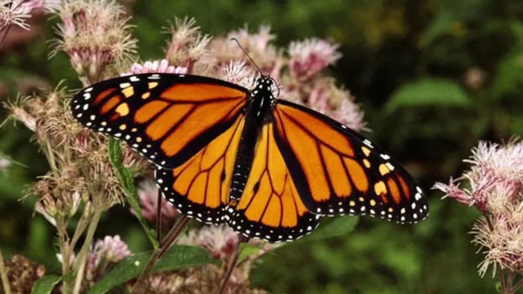 La mariposas monarca en peligro de extinción luchan por sobrevivir - Gentileza National Geographic