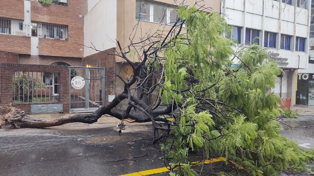 La caída del árbol. (@barrionuevofern en Twitter)