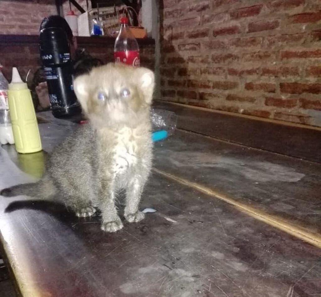La cría de puma rescatada (http://comunicacion.chaco.gov.ar).