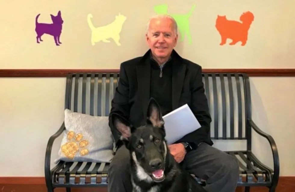Major, el perro de Joe Biden, será el primer animal adoptado en llegar a la Casa Blanca.  (Twitter/@delawarehumane)