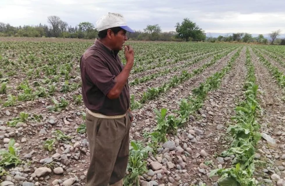 Tabaco afectado por el granizo, en Jujuy
