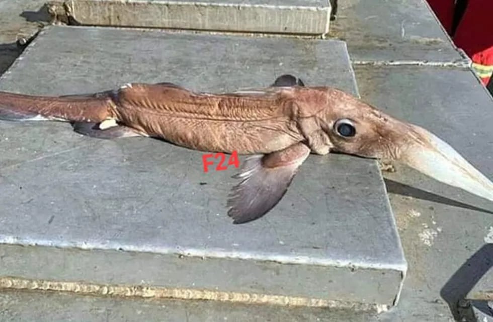 Extraño pez en Federación