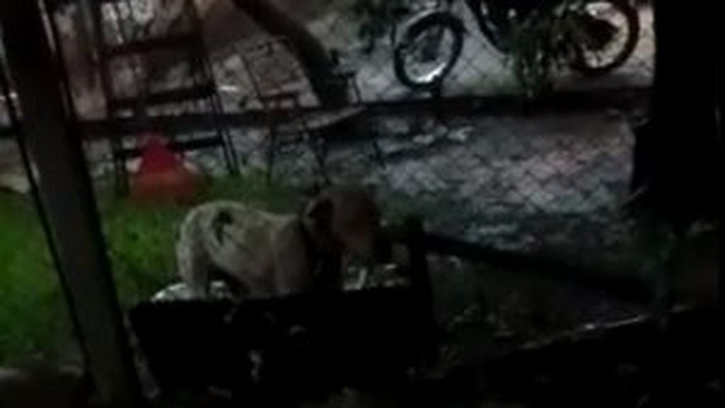 Escracharon a un policía por atar a sus perros bajo la lluvia en medio de un temporal en Corpus.