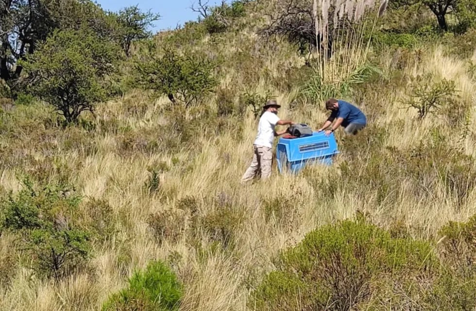 Funcionarios de Medio Ambiente procede a la liberación de uno de los zorros en la reserva Mogote Bayo en la Villa de Merlo. Gentileza El Diario