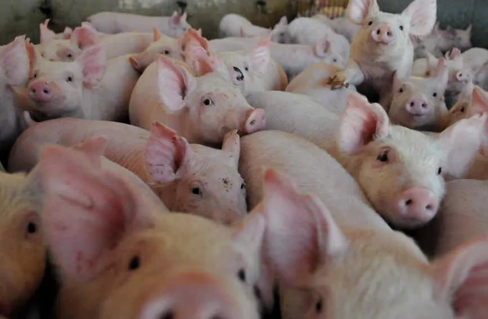El Senasa ya emitió el "Alerta Sanitario" por la presencia de la Peste Porcina Africana en países de Centroamérica. (LaVoz/Archivo).