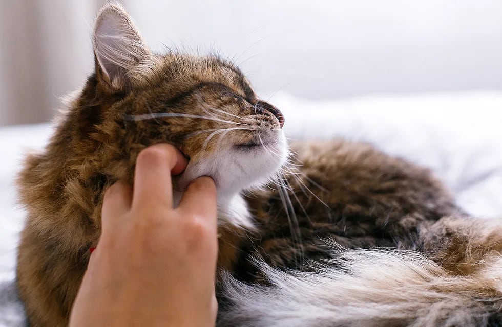 Un docente rosarino de Matemáticas dio clases con un gato en sus hombros para concientizar sobre el amor a los animales.