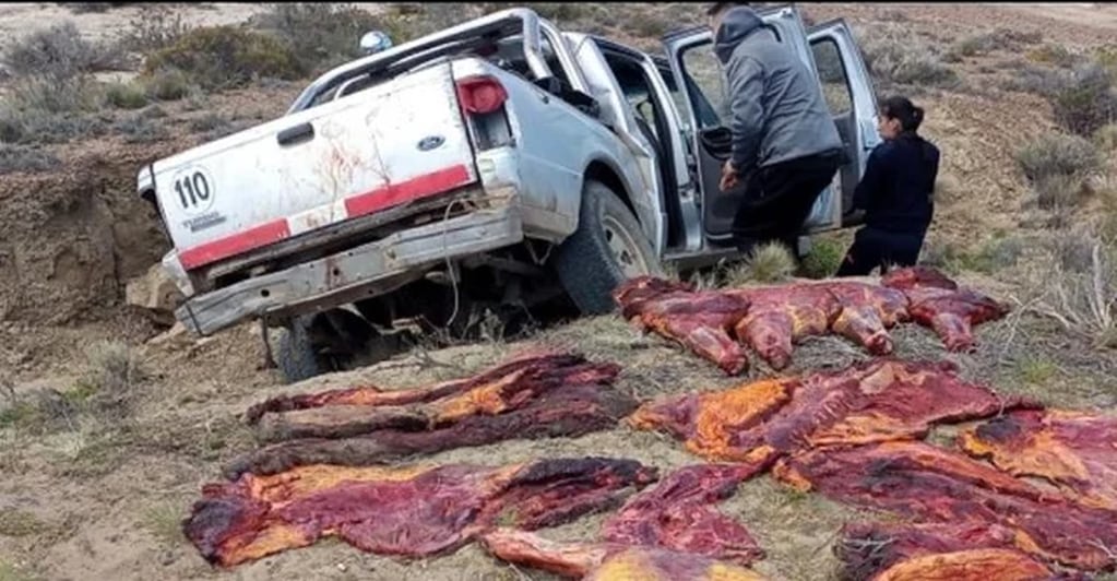 Descubrieron varios kilos de carne faenada, que era trasladada en la caja de la camioneta que se accidentó.