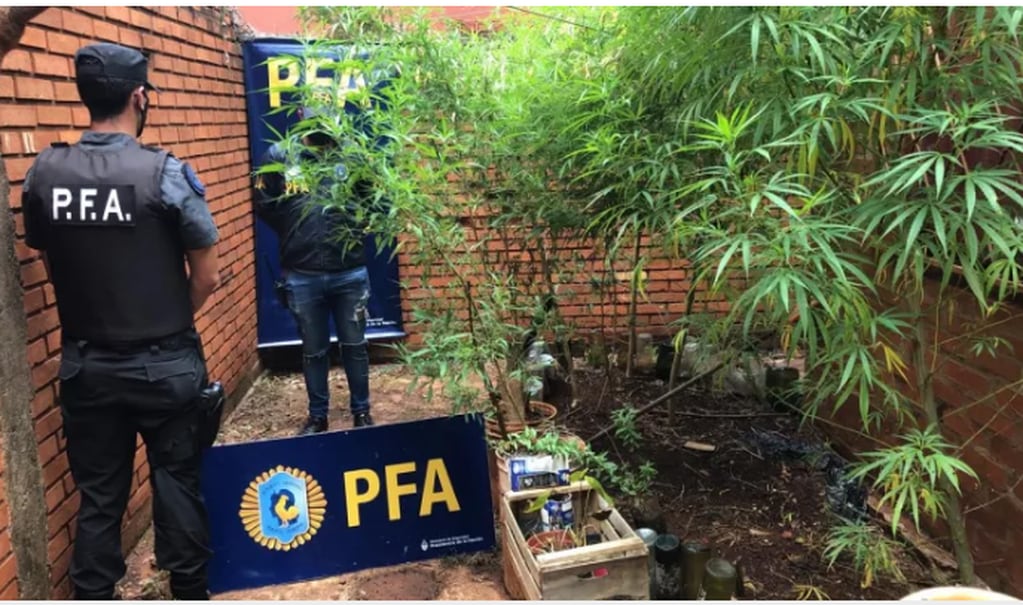 Plantas de marihuana halladas por la Policía Federal
