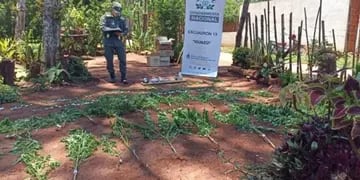 Puerto Iguazú: tras allanamiento, incautan plantas de marihuana en una vivienda