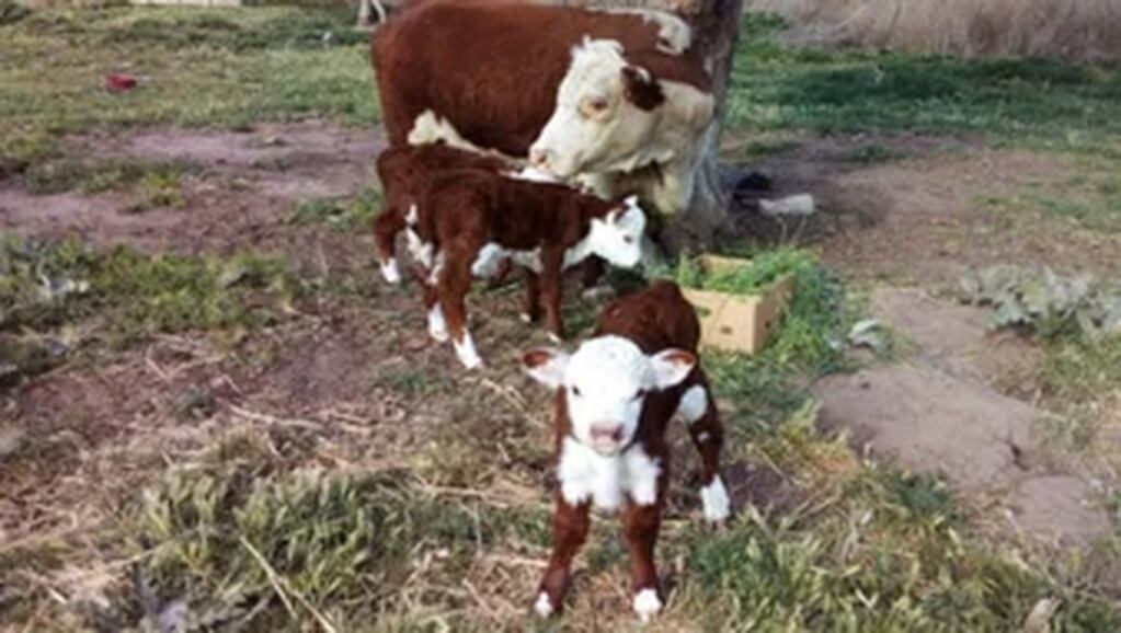 Una vaca dio a luz trillizos en la localidad de Winifreda, es un hecho atípico porque los terneritos se encuentran con muy buena salud.