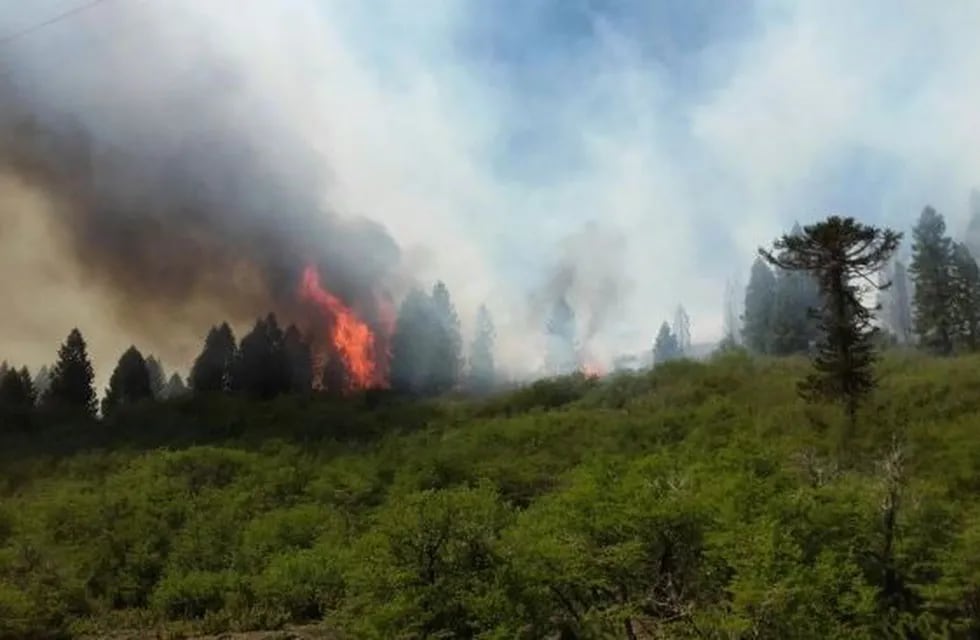 Incendio forestal en Río Negro