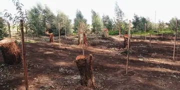 Piden cesar con el corte de árboles en el Parque Cabañas de Tres Arroyos y la municipalidad aduce que está reforestando