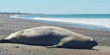 El increíble animal que visitó la costa de una playa de Chubut.