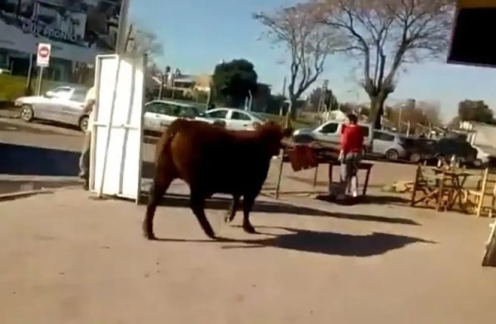 Un toro suelto en Tierras Altas (Web)