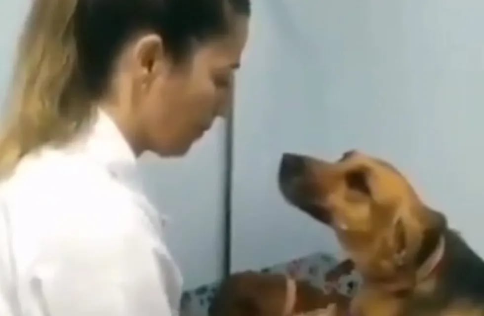 Un perrito conmovida por su veterinaria. (Twitter)