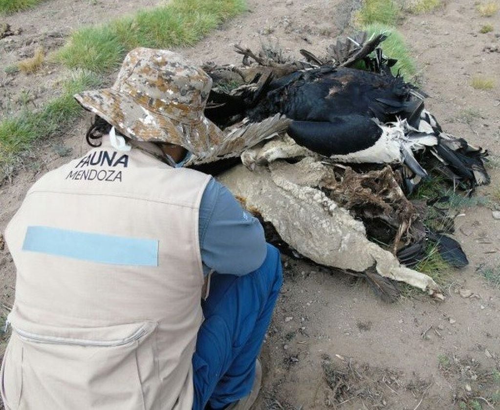 A casi 3.000 metros de altitud, el equipo de trabajo evaluó la distribución de los cadáveres, posicionándolos con GPS.