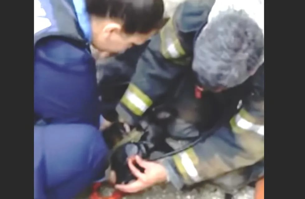 Los bomberos de San Francisco, Córdoba, se transformaron en héroes al salvar a un perro desmayado en un incendio. (Captura de video y La Voz de San Justo)