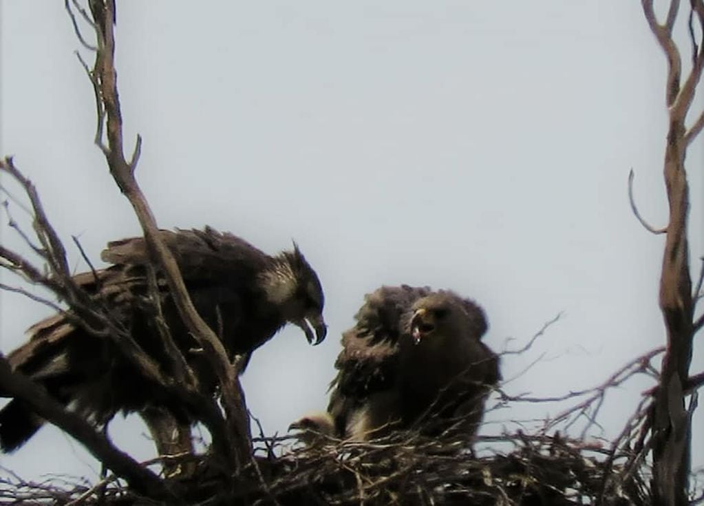 Se confirmó el nacimiento de un pichón de águila coronada en Mendoza: ¿cómo  lo encontraron?