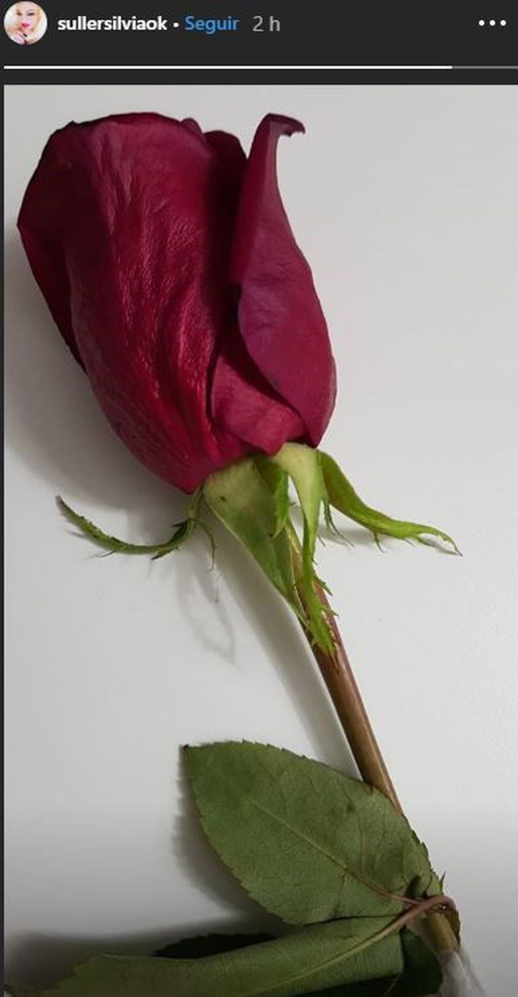 Silvia Süller publicó una rosa en una Story. (Intagram)