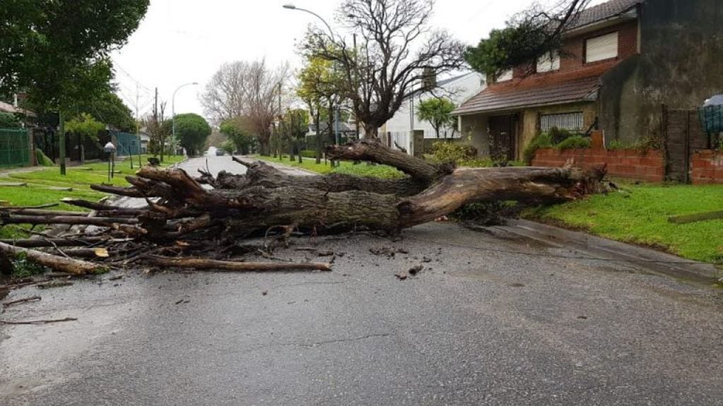 Los fuertes vientos que se registraron en Mar del Plata dejaron árboles caídos